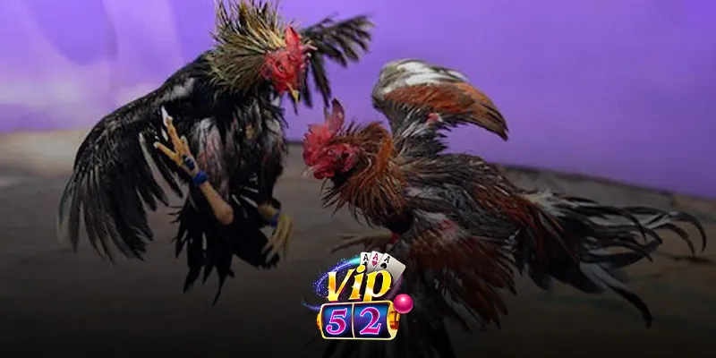 Các trận đấu gà đòn hấp dẫn được phát trực tiếp trên Vip52