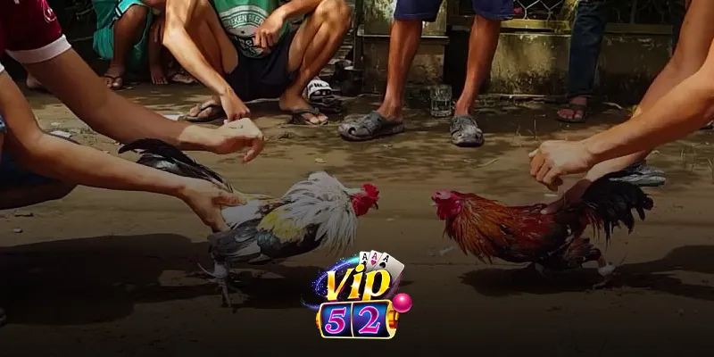 Giới thiệu về đá gà đòn và trực tiếp đá gà đòn