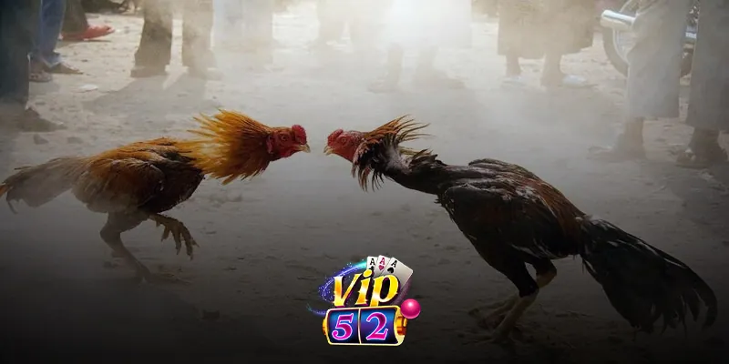 Hướng dẫn đăng ký tài khoản đá gà trực tuyến trên Vip52