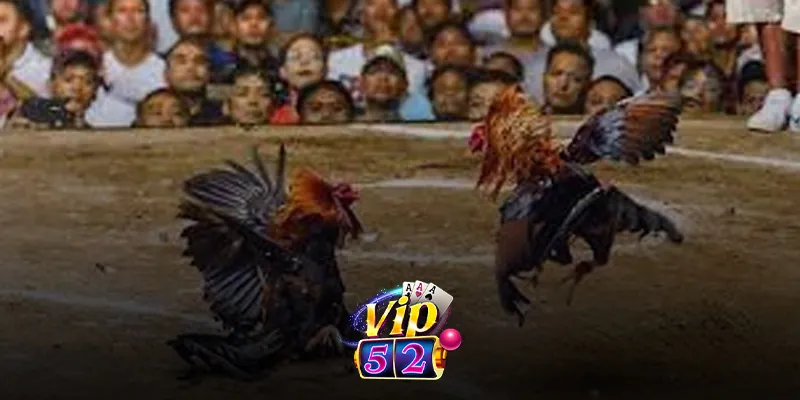 Những điểm nổi bật của nhà cái Vip52 trong thị trường đá trực tuyến