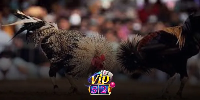 Tổng quan về đá gà trực tuyến