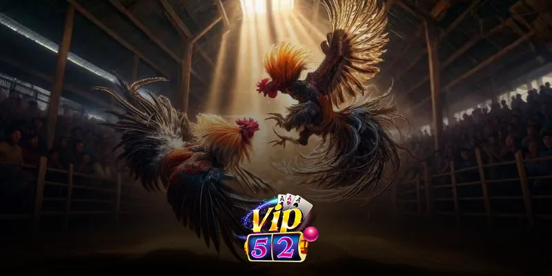 Trải Nghiệm Đá Gà Trực Tuyến Chất Lượng Cao Tại Vip52