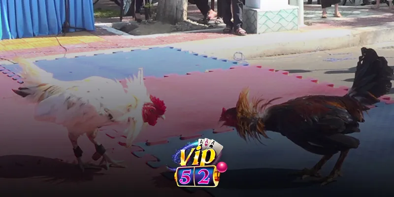 Trực Tiếp Đá Gà Đòn Vip52 – Xem Và Cược Dễ Dàng